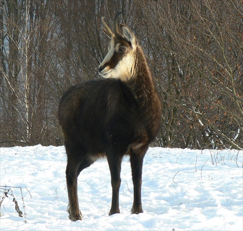 Bez slov, bez štítov