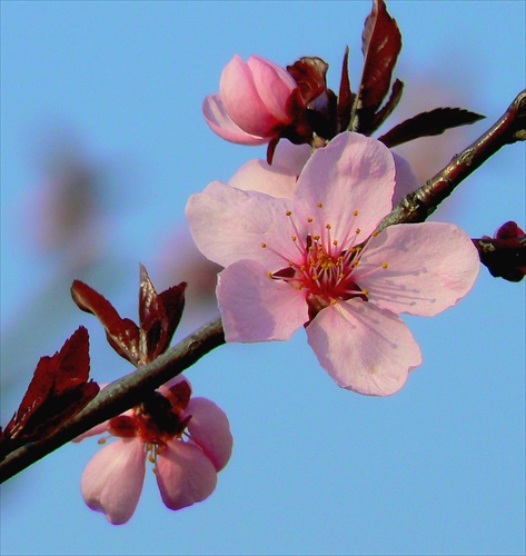 Japonská čerešňa, vraj  II