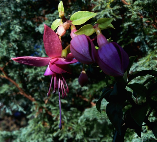 "Stále smädná dáma" - Fuchsia