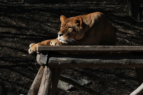 Siesta v ZOO