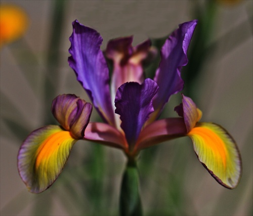 Iris