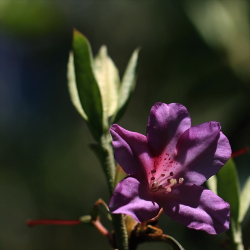 Rododendrón