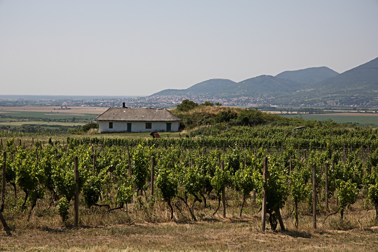 Návrat na Tokaj