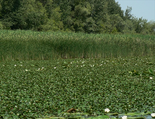 "Plantáž" leknínov (a šáchoru )