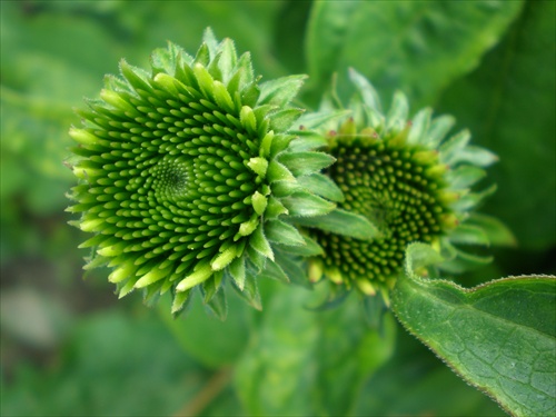 Echinacea