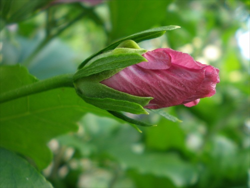 Hibiscus