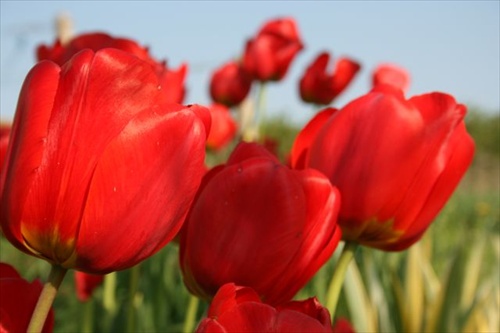 tulipany