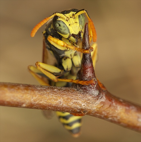 Polistes gallicus