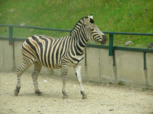 zebra