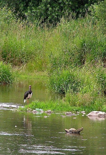 čierny