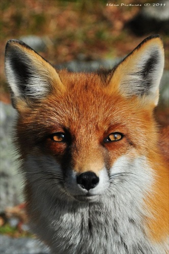 Fox