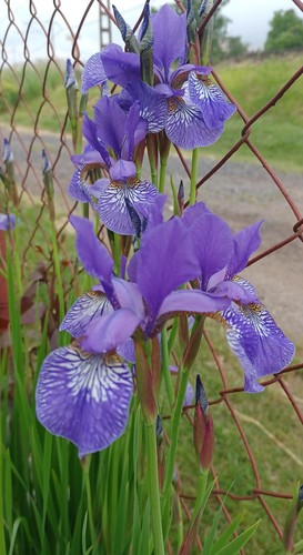 Iris