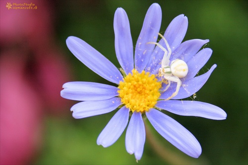 Kvetárik dvojtvarý (Misumena vatia)