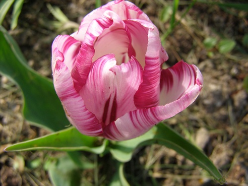 tulipan