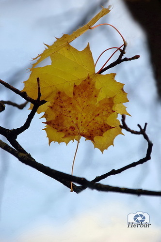 jesenné zátišie🍂