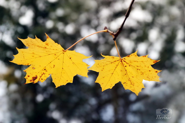 jesenné zátišie🍂