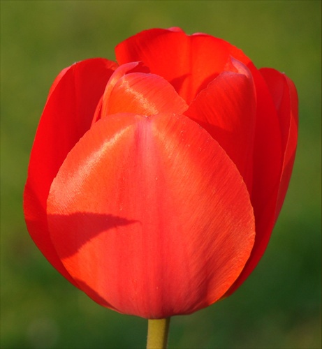 Tulipán