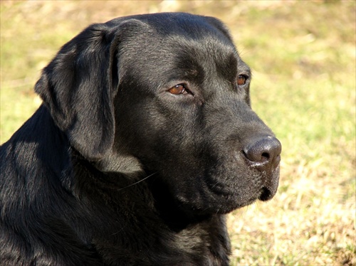 Labrador retriever