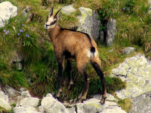 tatry