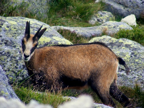 tatry