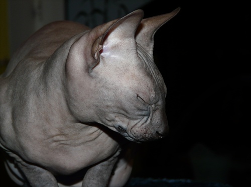 mačka Don Sphynx