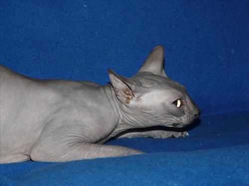 mačka Don Sphynx