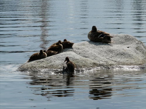 Siesta - štrbské pleso