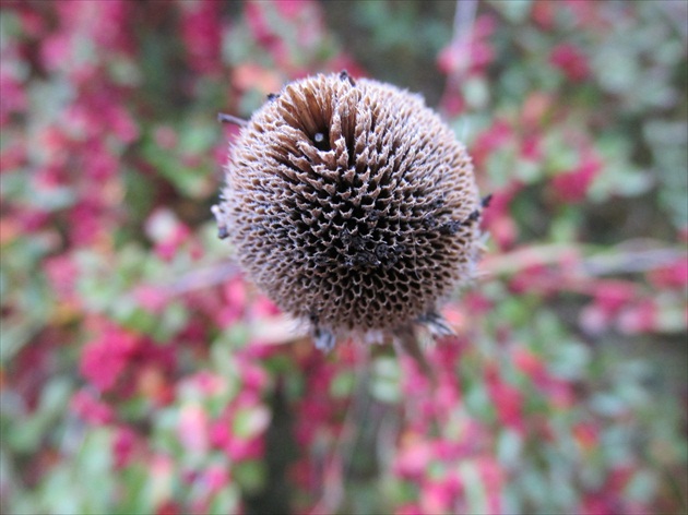 Echinacea