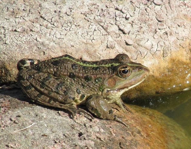 Žaba