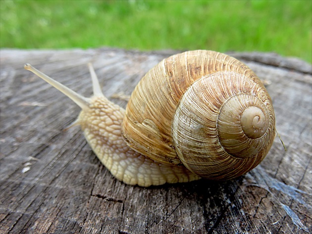 Parádne bývanie...(s výhľadom na zeleň)