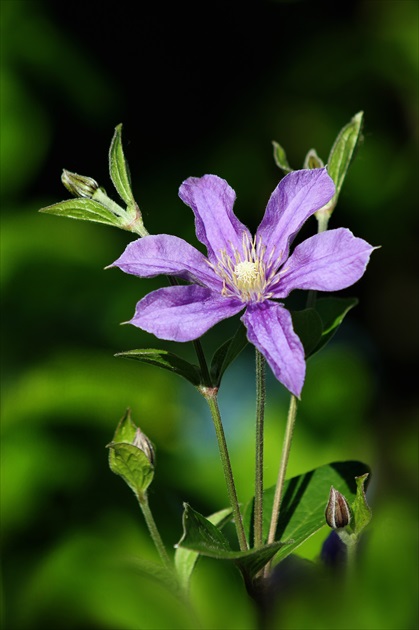 Clematis