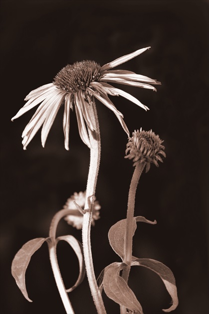 Echinacea