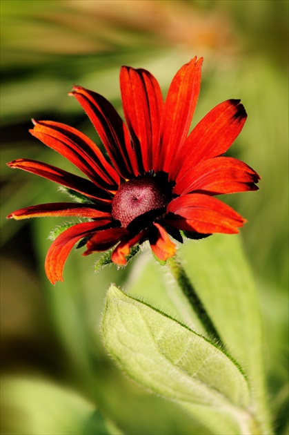 Echinacea v podvečernom svetle