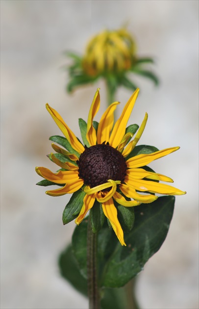 Rudbekia