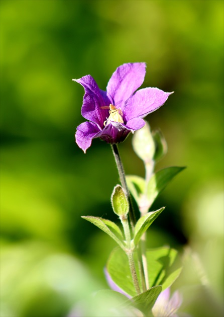 Clematis