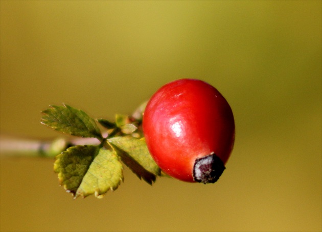 Šípkový minimál