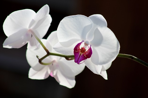 Orchidea