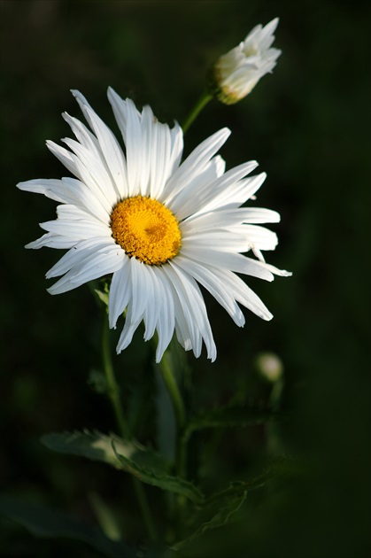 Margarétka