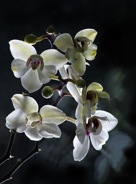 Orchidea