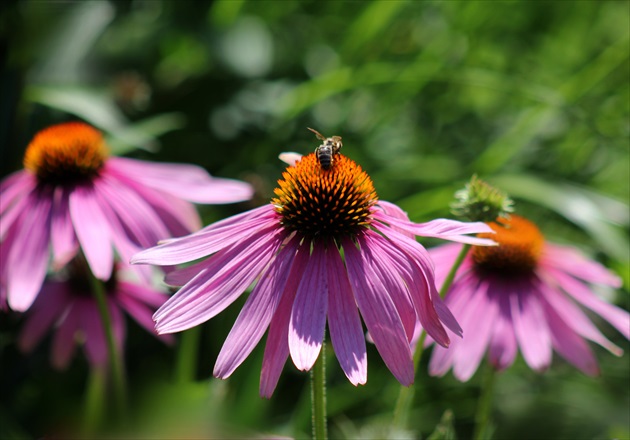 Echinacea