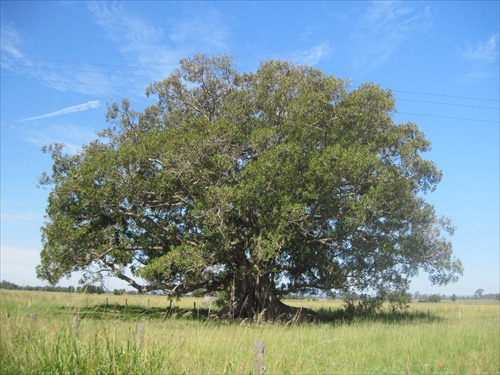 strom samotár