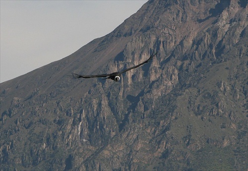 Condor nad caňonom Colca