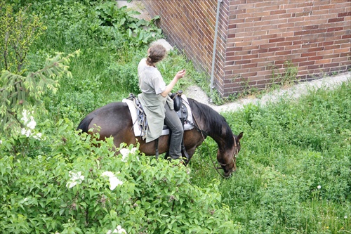 Pásla kone na betóne.