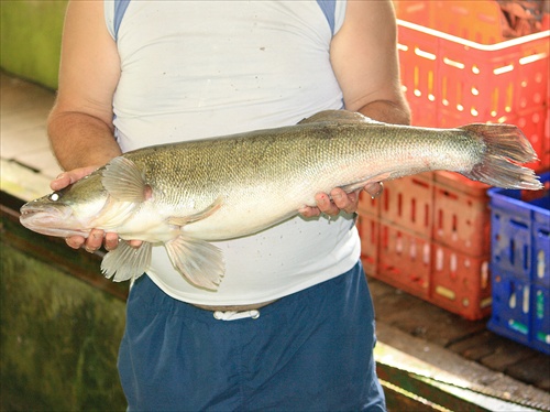 Zubáč - cca 8 kg