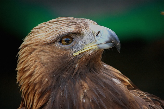 Pohľad dravca.