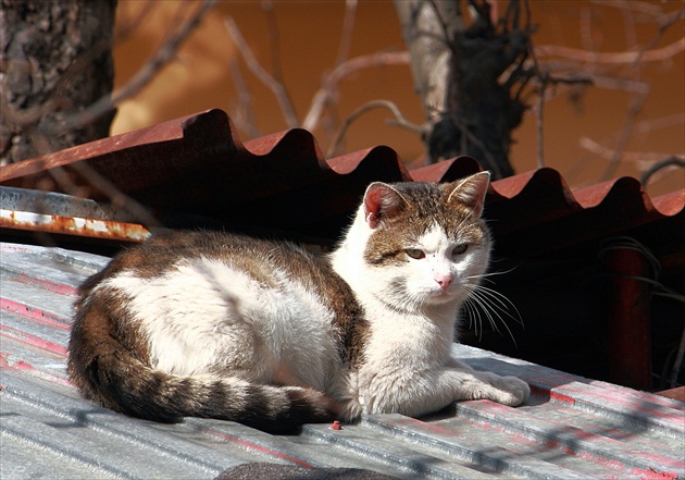 Jarná siesta.