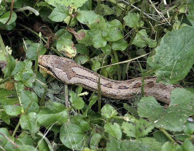 Malá užovka obojková.