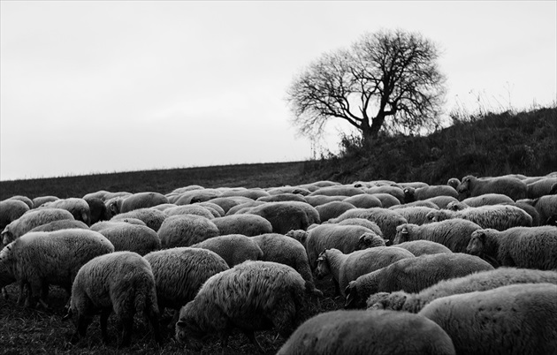 Teplé kožúšky ...