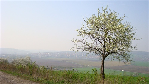 jarný strom