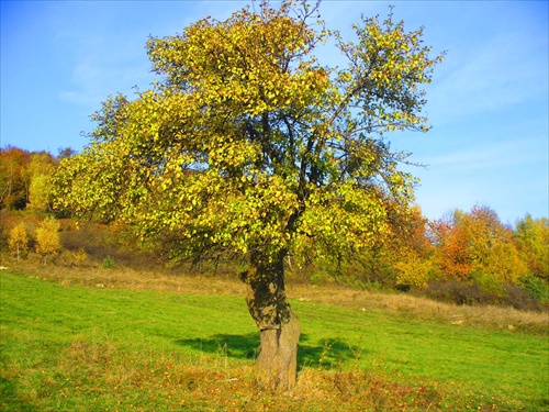 jabloň